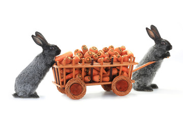 gray rabbits