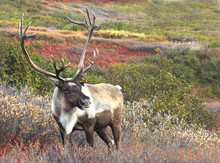 Male Caribou On Fall Tundra, Alaska Range