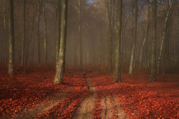 Wall Mural - Romantic trail in foggy forest with red leaves on the ground