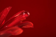 Water Drops On Red Flower On Dark Background