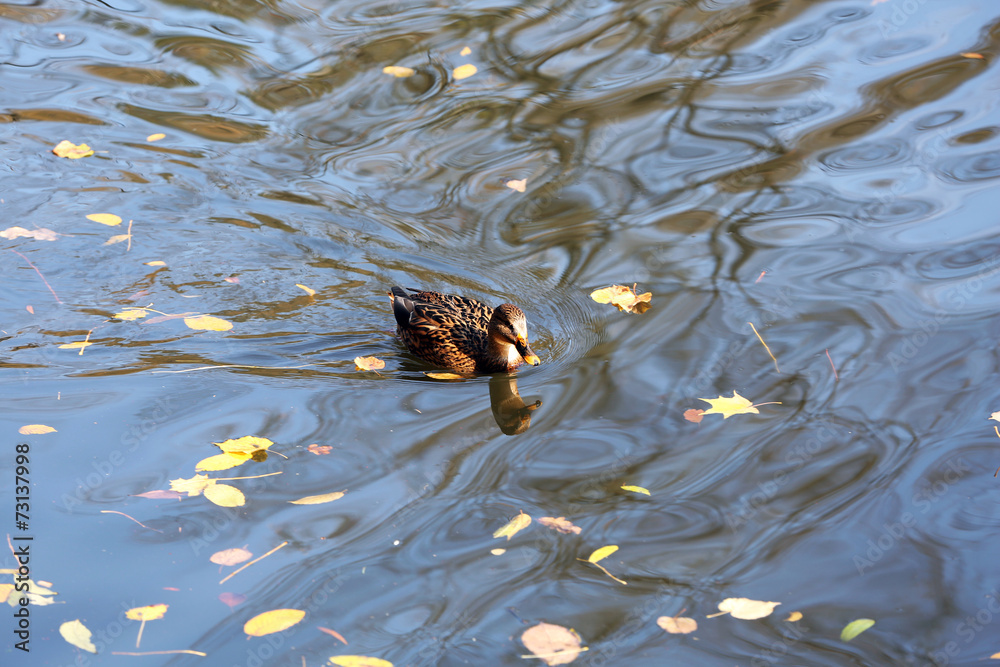 Duck swimming in water
