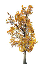 Wall Mural - dark gold oak isolated on white