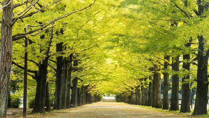 ginkgo at fall season