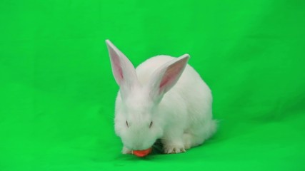 Wall Mural - Rabbit with carrot on green screen