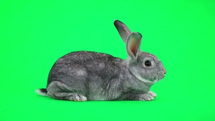 Sticker - Rabbit on green screen