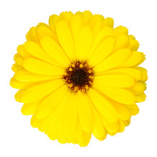 Yellow Pot Marigold Flower In Full Bloom Isolated