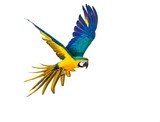 Fototapeta Na sufit - Colourful flying parrot isolated on white