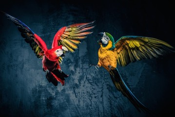 Two colourful parrots fighting