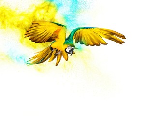 Wall Mural - colourful flying parrot isolated on white