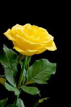 Beautiful Yellow Rose On Black Background