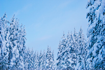 Wall Mural - winter trees