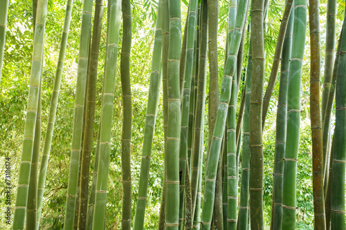 Naklejka na szybę bamboo forest