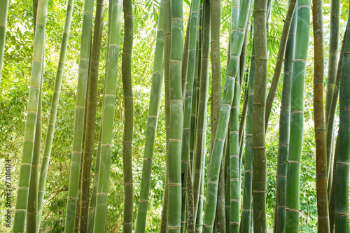 Naklejka - mata magnetyczna na lodówkę bamboo forest