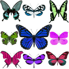 Wall Mural - colorful butterfly