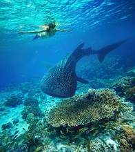 Young Woman Snorkeling With Whale Shark.