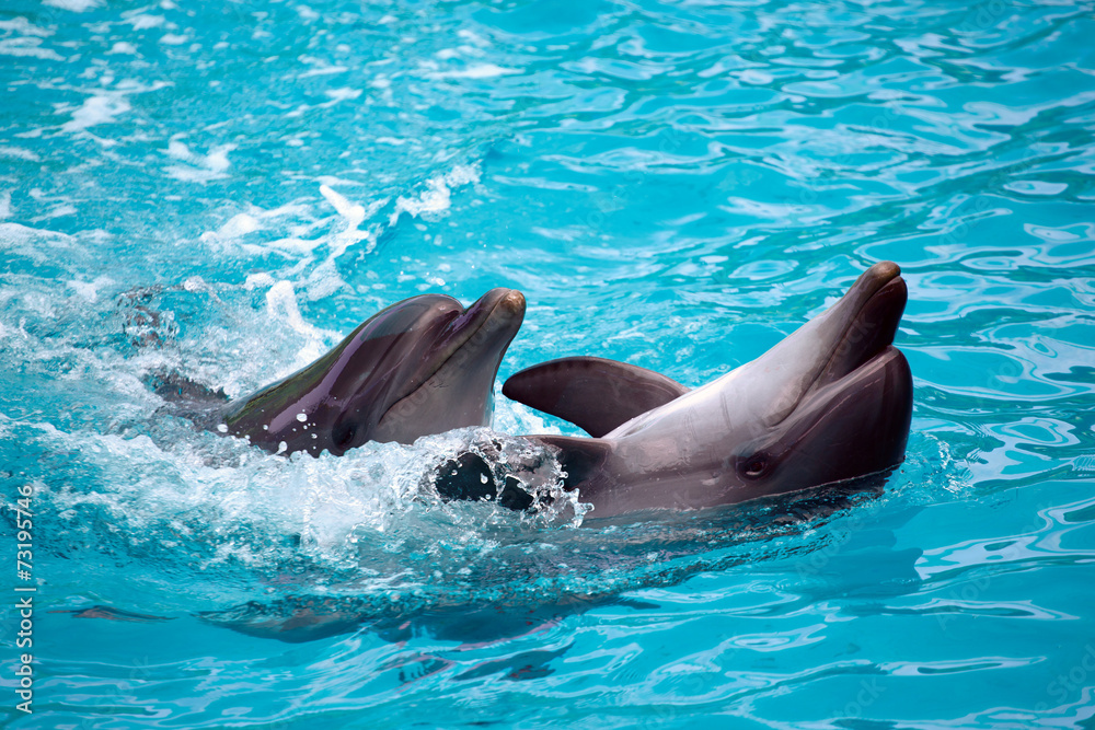 Obraz na płótnie Two dolphins close up. Adler. w salonie