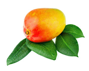 Wall Mural - Fresh mango fruit with green leaves isolated on white background