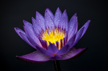 Purple Water Lily On Black Background
