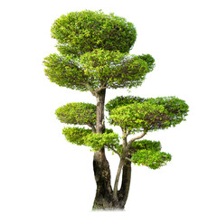 Decorative bonsai tree isolated on white background