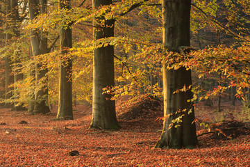 Wall Mural - Beech trees in an forrest on sunny day in autumn.