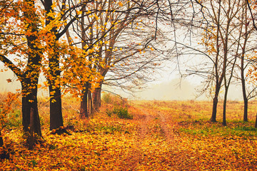 Wall Mural - Autumn park