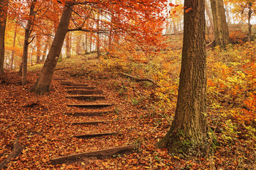 Wall Mural - Footpath autumn forest