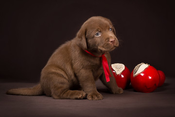 Chocolate labrador puppy sitting on a brown background near red