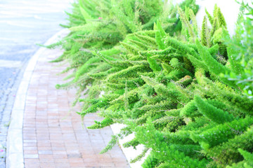 Poster - Landscaping of walkway in park