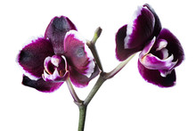 Beautiful Dark Cherry With White Rim Orchid Phalaenopsis Is Isol