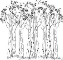 Birch forest