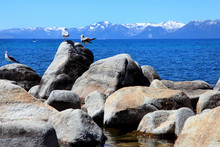 Seagulls On Rocks