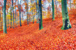 Krajobraz lasu jesienią