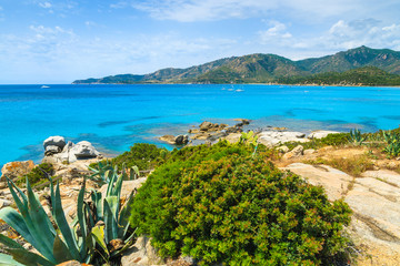 Tropical plants on coast of Sardinia island, Campulongu beach