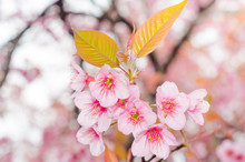 Sakura In The Spring Garden. Pink Flowers.beautiful Cherry Bloss