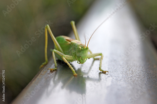 Fototapeta Konik Polny Na Torach Rycerz Pasikonik Zielony