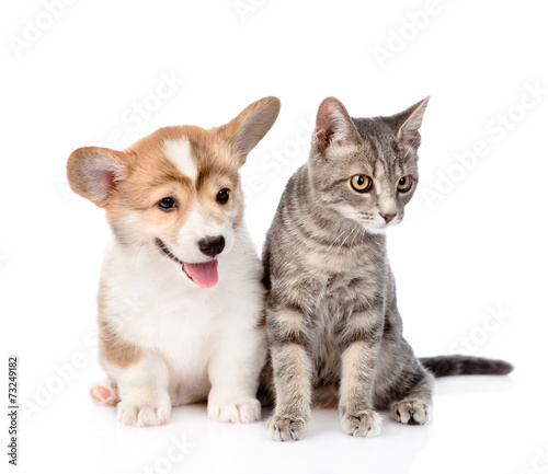 Pembroke Welsh Corgi Puppy Sitting With Cat Together And Looking