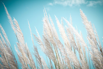 Wall Mural - softness white feather grass with retro sky blue