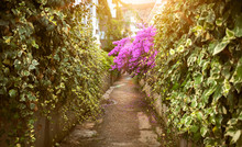 Road With Growing Bougainvillea Flowers At Sunny Day