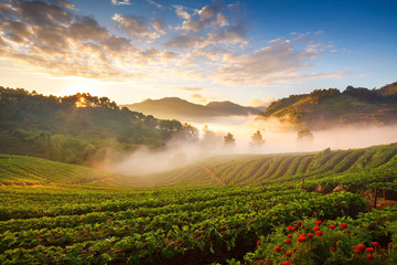 misty morning sunrise in strawberry garden at doi angkhang mount