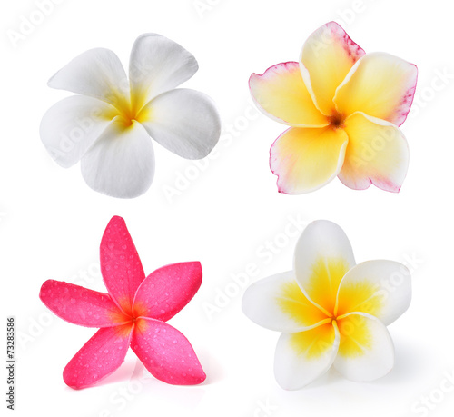 Fotografía Frangipani flower isolated on white background