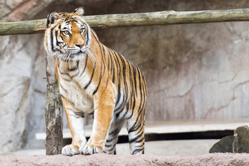 Wall Mural - Siberian tiger ready to attack looking at you