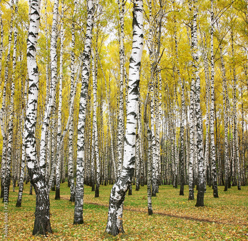 Fototapeta na wymiar October autumn birch grove