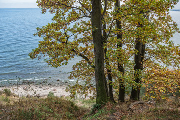 Wall Mural - Autumn in GdyniaKepa Redlowska cliff-like coastline in Gdynia, P