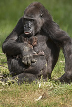 Moeder Gorilla Met Een Tweeling.