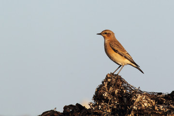 Steinschmätzer (Oenanthe oenanthe)