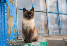 Graceful Siamese Cat With Blue Eyes Sitting At The Old Window