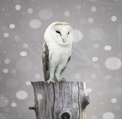 Wall Mural - barn owl with snow