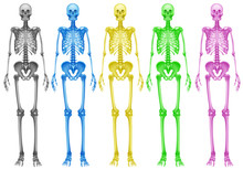 Coloured Skeletons