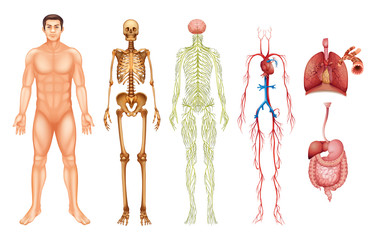 Poster - Human body systems