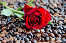 Red Rose On Coffee Beans